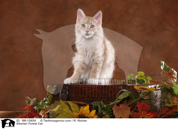 Sibirische Katze / Siberian Forest Cat / RR-15859
