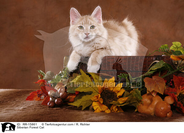 Sibirische Katze / Siberian Forest Cat / RR-15861