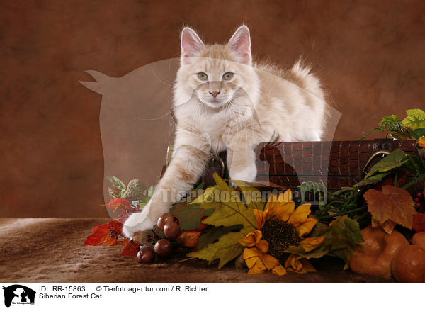 Sibirische Katze / Siberian Forest Cat / RR-15863