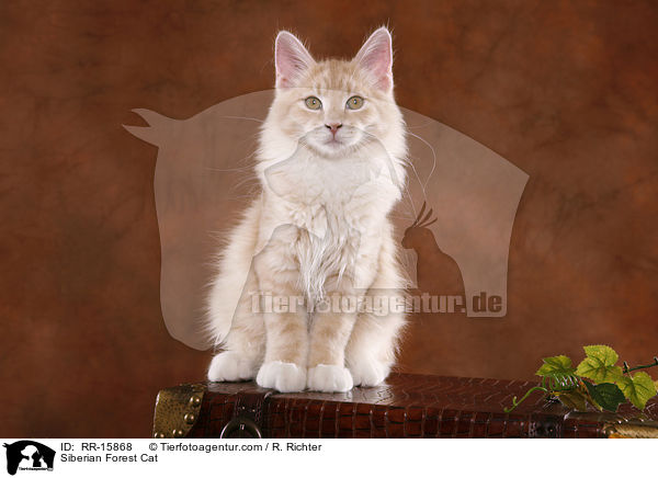 Sibirische Katze / Siberian Forest Cat / RR-15868