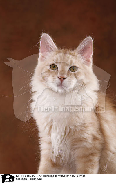 Sibirische Katze / Siberian Forest Cat / RR-15869