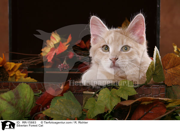 Sibirische Katze / Siberian Forest Cat / RR-15883