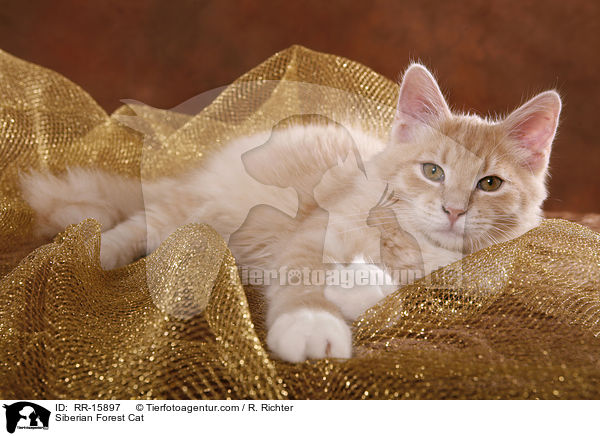 Sibirische Katze / Siberian Forest Cat / RR-15897