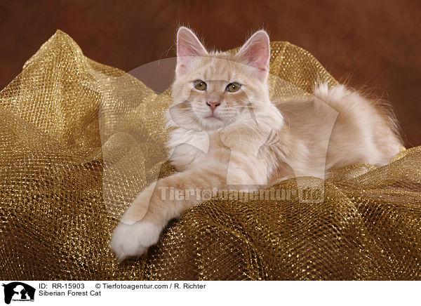 Sibirische Katze / Siberian Forest Cat / RR-15903