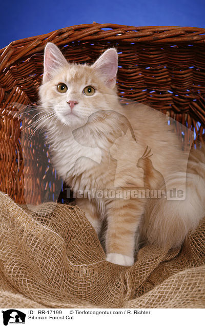 Sibirische Katze / Siberian Forest Cat / RR-17199