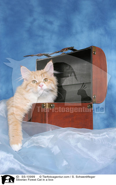 Sibirische Katze im Koffer / Siberian Forest Cat in a box / SS-10999