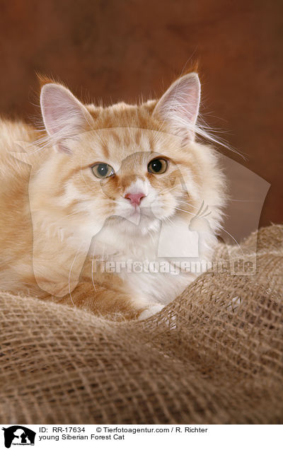 junger Sibirischer Kater / young Siberian Forest Cat / RR-17634