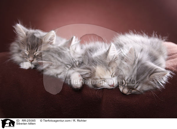 Sibirisches Ktzchen / Siberian kitten / RR-25085