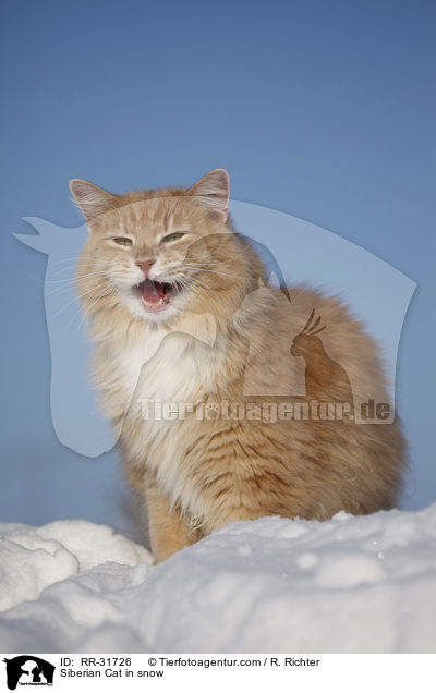 Sibirische Katze im Schnee / Siberian Cat in snow / RR-31726