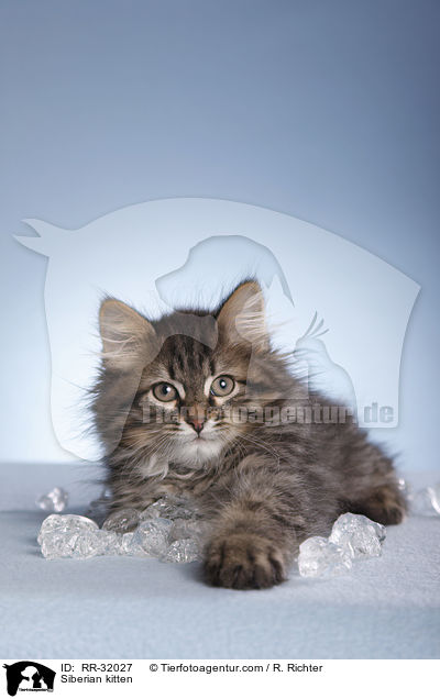 Sibirisches Ktzchen / Siberian kitten / RR-32027