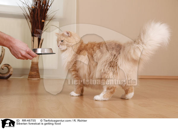 Sibirische Katze bekommt Futter / Siberian forestcat is getting food / RR-46755