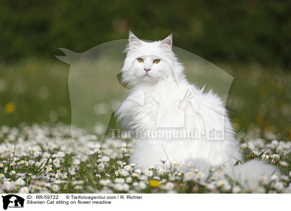 Sibirische Katze sitzt in Blumenwiese / Siberian Cat sitting on flower meadow / RR-59722