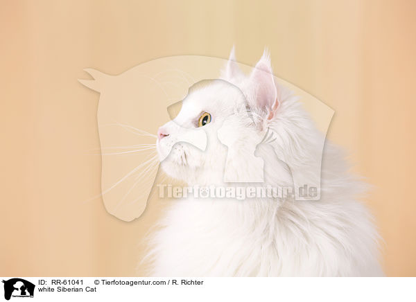 white Siberian Cat / RR-61041