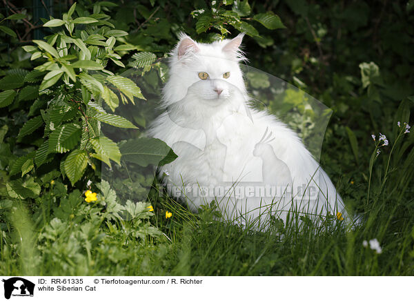 white Siberian Cat / RR-61335