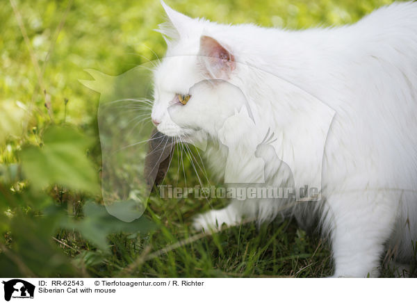 Sibirische Katze mit Maus / Siberian Cat with mouse / RR-62543