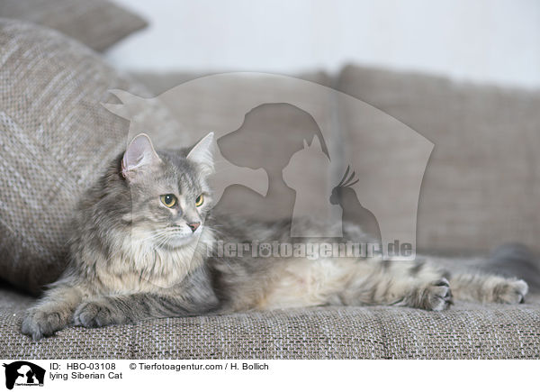 lying Siberian Cat / HBO-03108