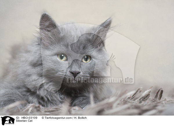 Siberian Cat / HBO-03109