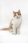 sitting Siberian Cat