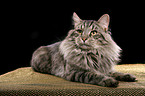 Siberian tomcat