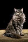 Siberian Cat