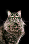 Siberian Cat