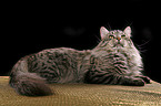 Siberian Cat