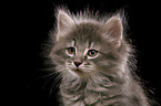 Siberian Cat Kitten