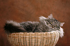 Siberian Cat