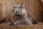 Siberian Cat