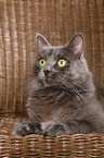 Siberian Cat