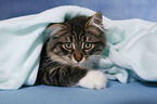 Siberian Cat