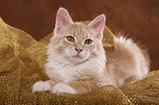 Siberian Forest Cat