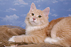 Siberian Forest cat on beach