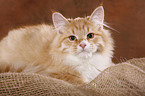 young Siberian Forest Cat