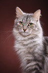 Siberian Cat