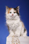 sitting Siberian Cat