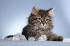 Siberian kitten