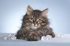 Siberian kitten