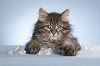 Siberian kitten