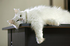 lying Siberian Cat