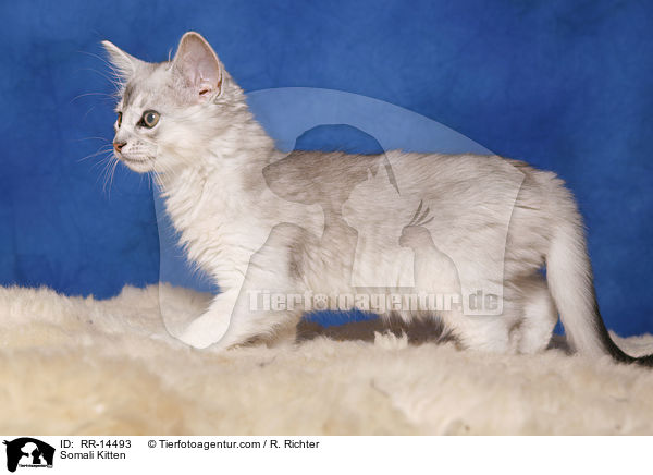 Somali Ktzchen / Somali Kitten / RR-14493