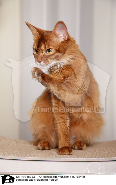 Somali putzt sich / somalian cat is cleaning herself / RR-45932