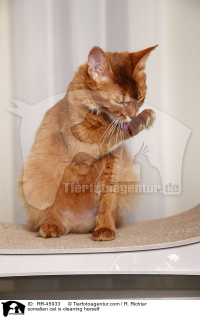 Somali putzt sich / somalian cat is cleaning herself / RR-45933