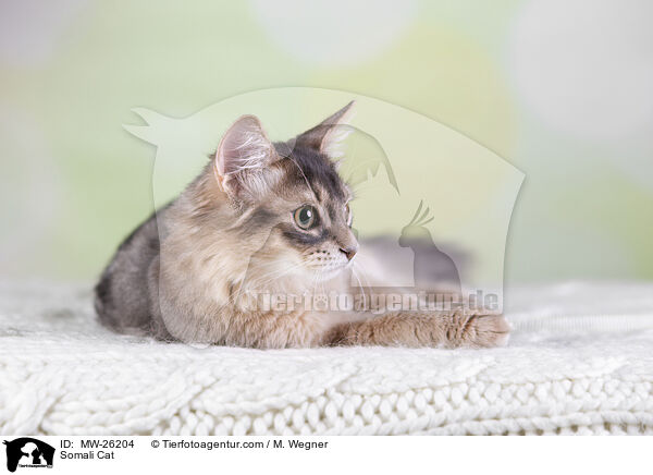 Somali Katze / Somali Cat / MW-26204