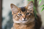 Somali Kitten Portrait