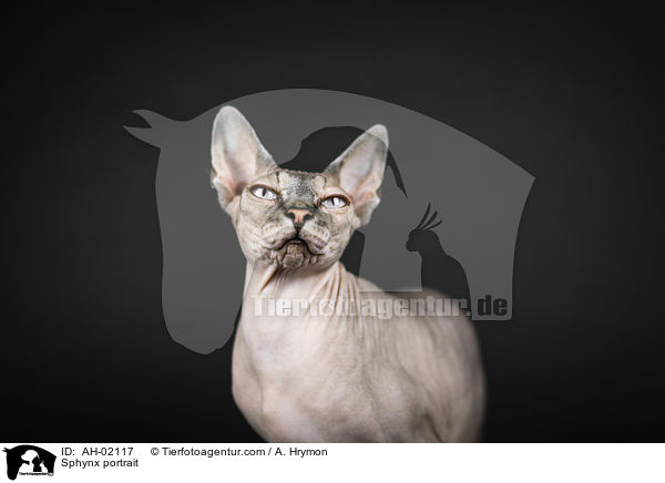 Sphynx Portrait / Sphynx portrait / AH-02117