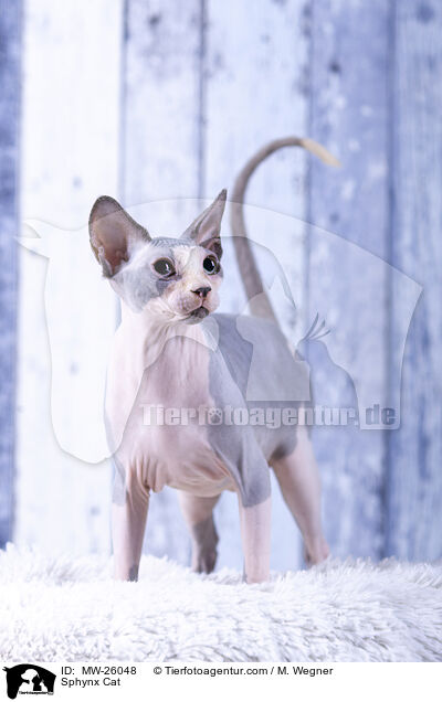 Sphynx Cat / MW-26048