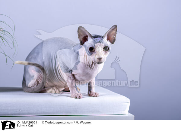 Sphynx Katze / Sphynx Cat / MW-26061