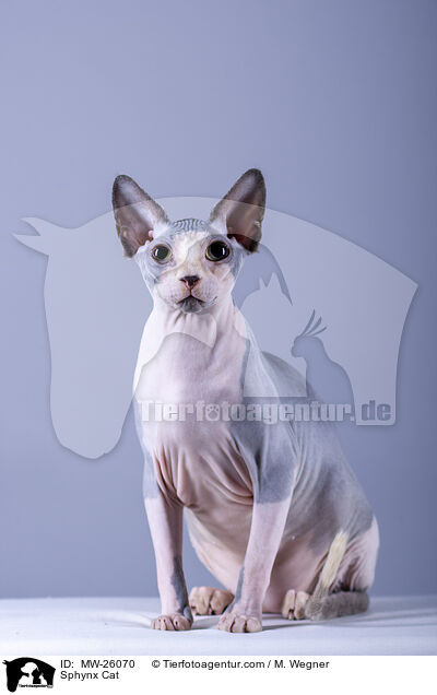 Sphynx Katze / Sphynx Cat / MW-26070