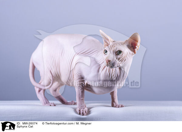 Sphynx Katze / Sphynx Cat / MW-26074
